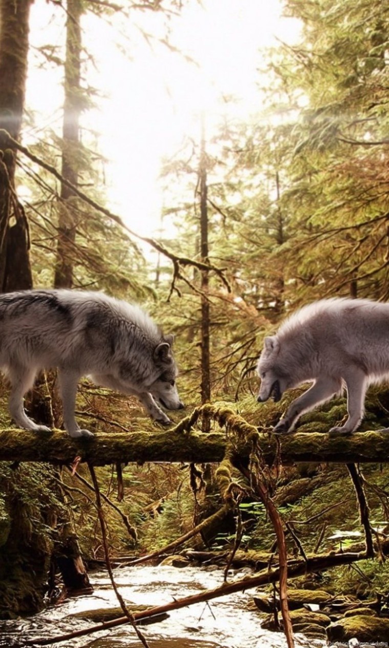 Красивый волк в лесу