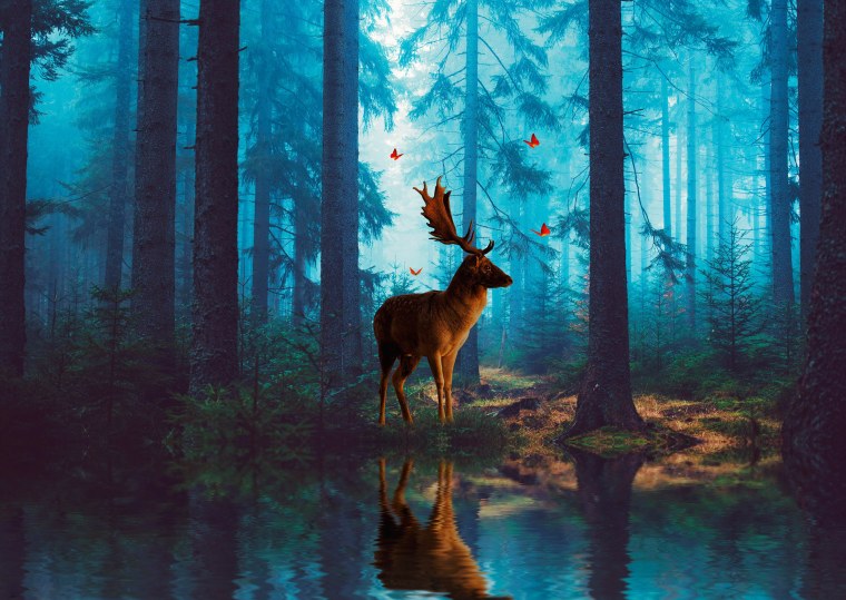 Красивые леса с животными