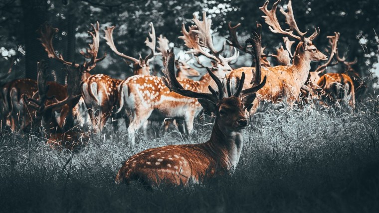 Олень зимой