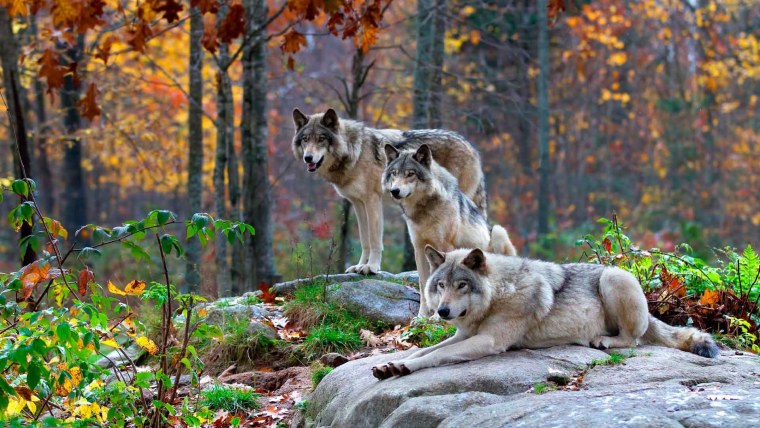 Волк в лесу