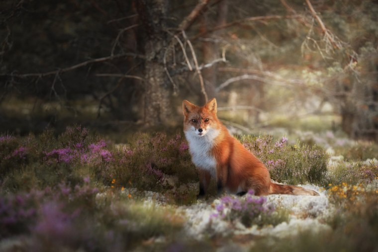 Лиса осенью