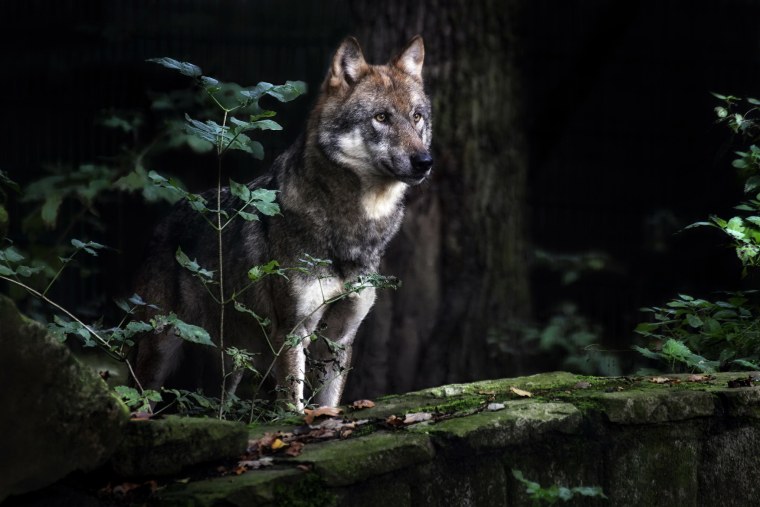 Картинки на рабочий стол волки