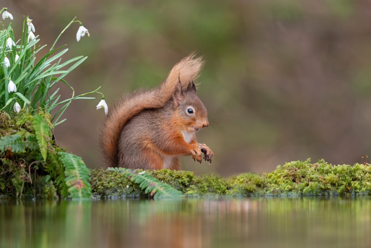 Белка пьет воду