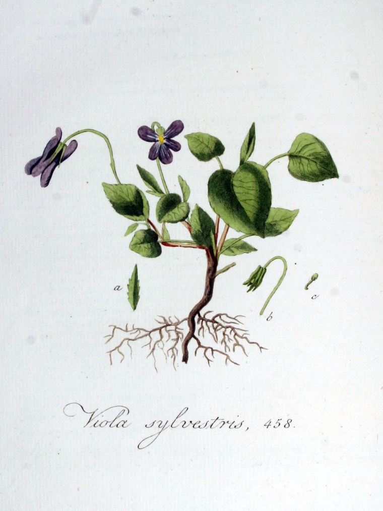 Botanical illustration "Curtis's Botanical Magazine" маки