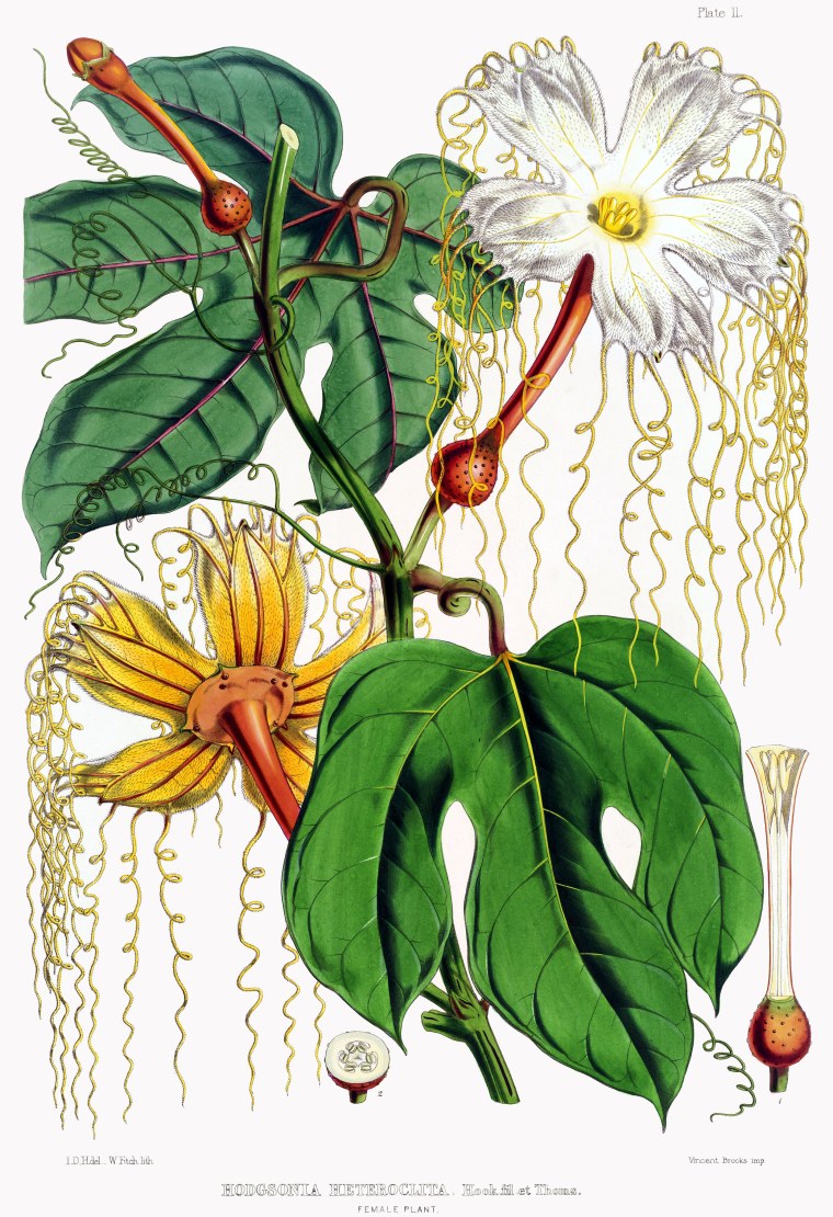 Старинный Ботанический атлас