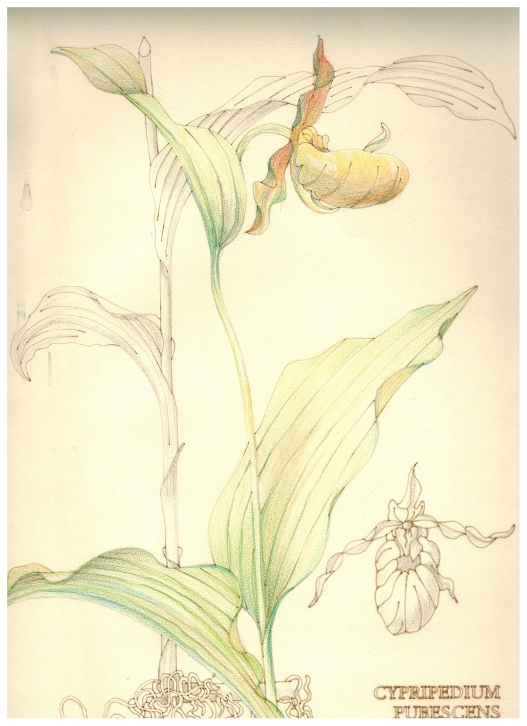 Botanicals: 100 Postcards from the Archives of the New York Botanical Garden