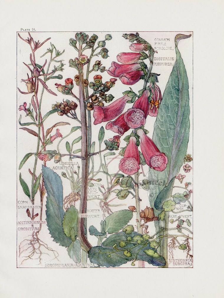 Botanical Tropical Flowers