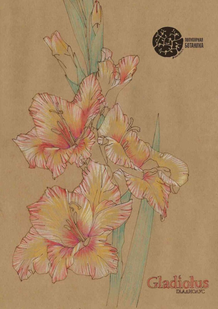 Лилии пастелью