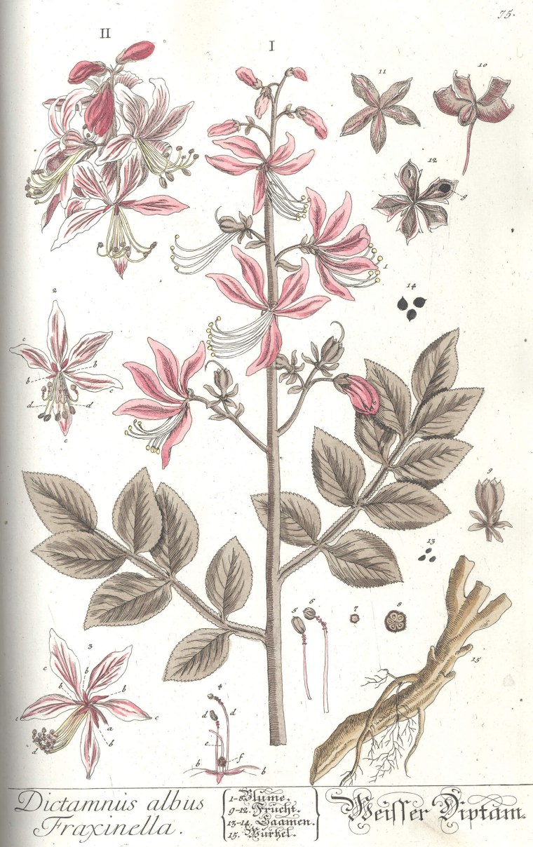 Пассифлора инкарнатная Ботаническая иллюстрация