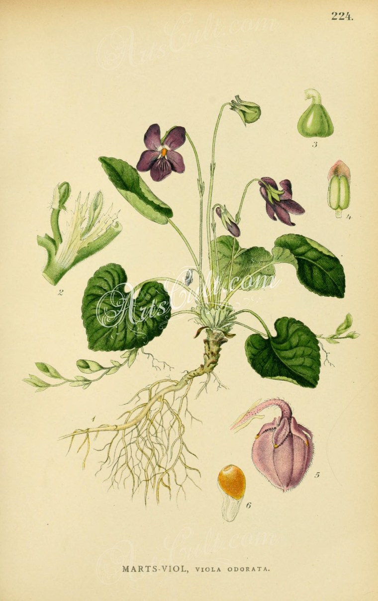 Лавр Ботаническая иллюстрация