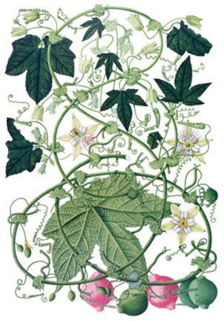 Гвоздики рисунок карандашом для срисовки