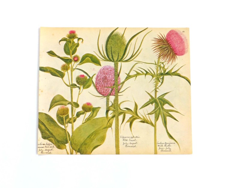 Занимательная ботаника Цингер