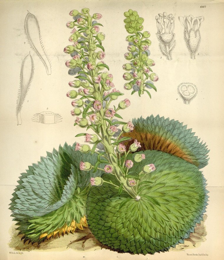 Виола Botanical