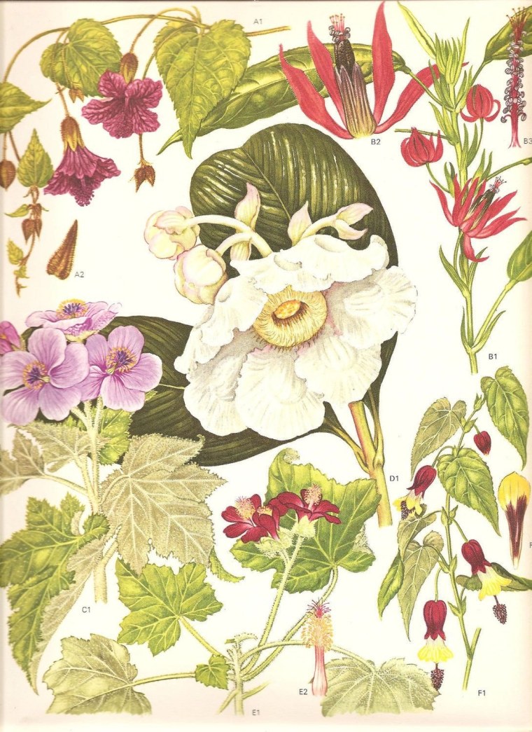 Рыжий ботаник улыбается