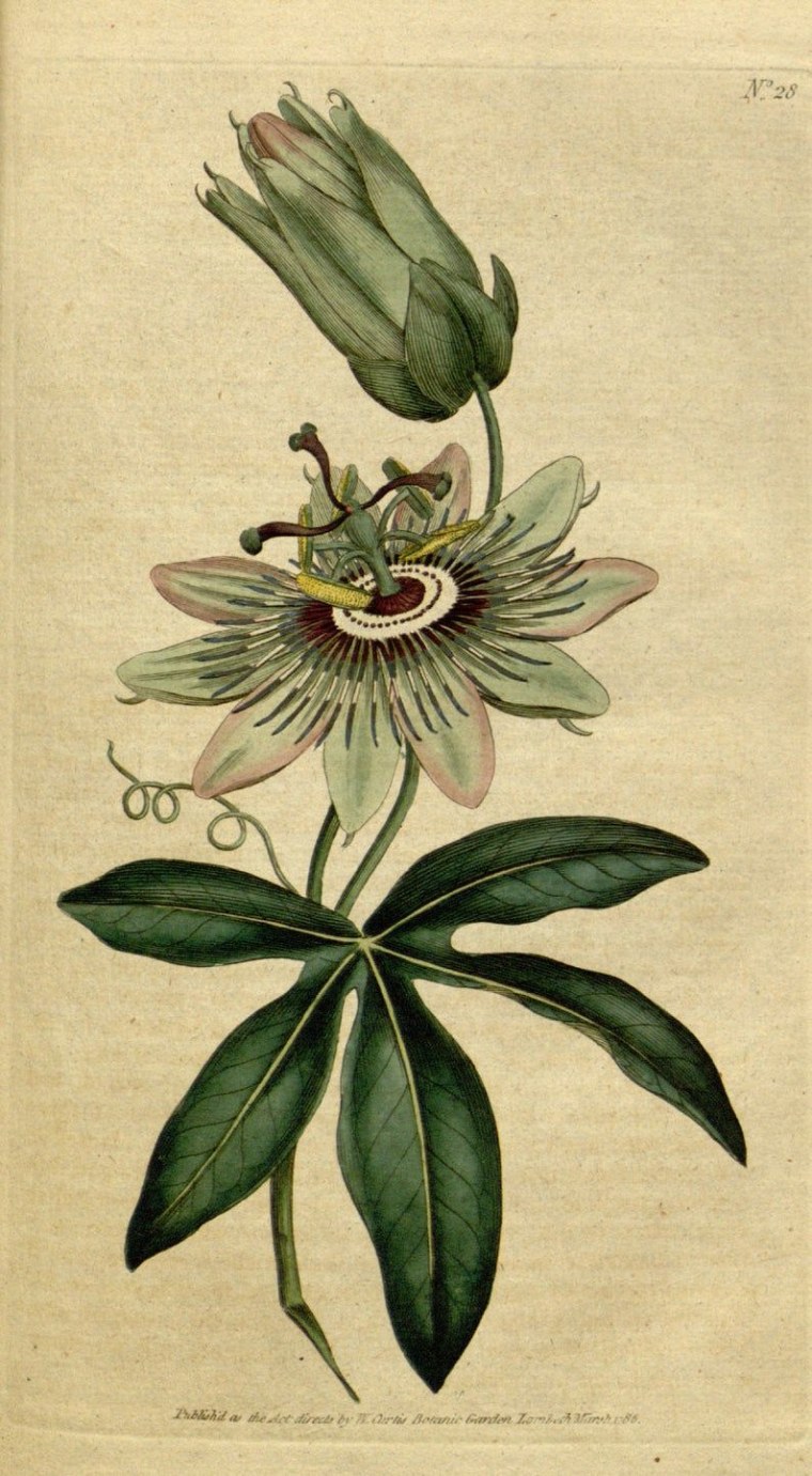 Ясенец Botanical Art