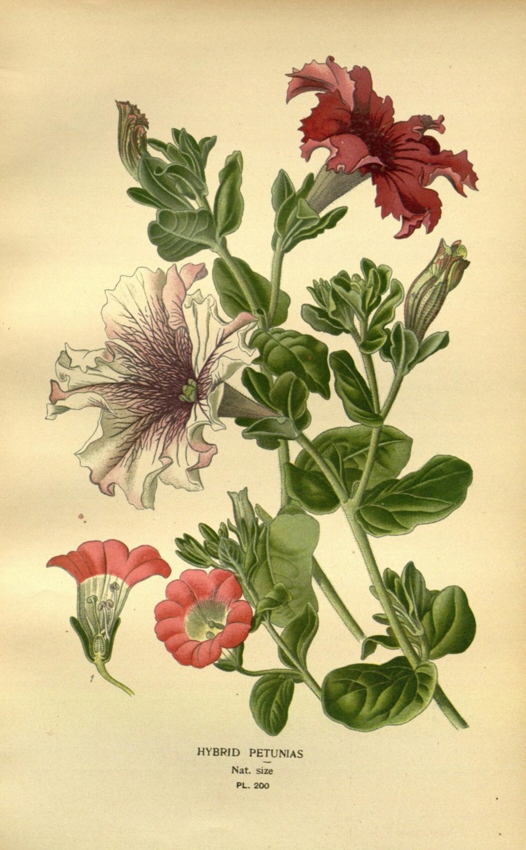 Ботаника 16 века