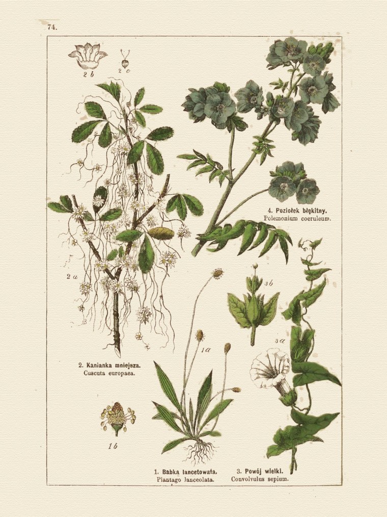 Виола Ботаническая иллюстрация