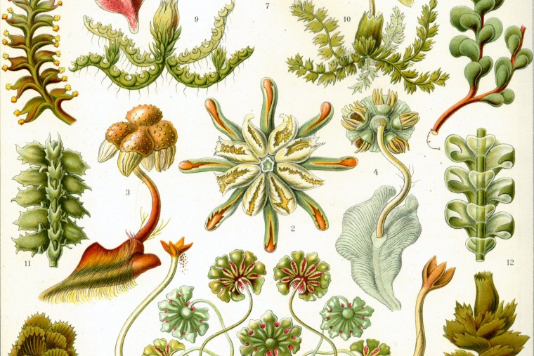 Постеры ботаника в интерьере