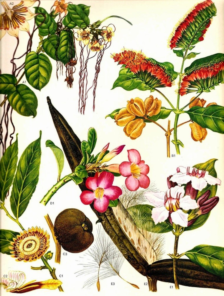 Пилея рисунок