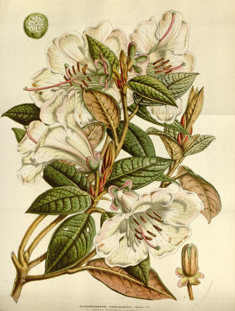 Natalie Wargin snowy Flight