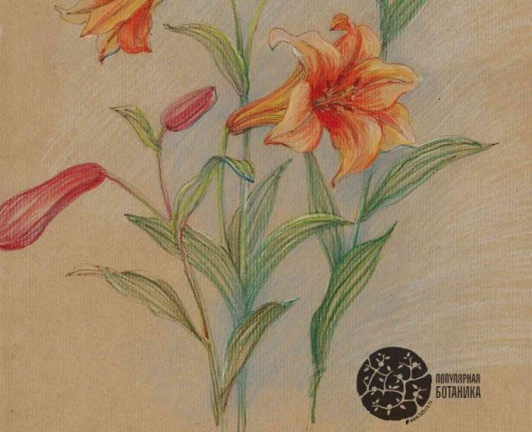 Ботаническая раскраска купить