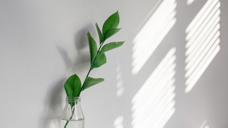 Цветы Минимализм