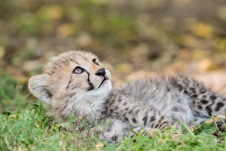 Королевский гепардёнак