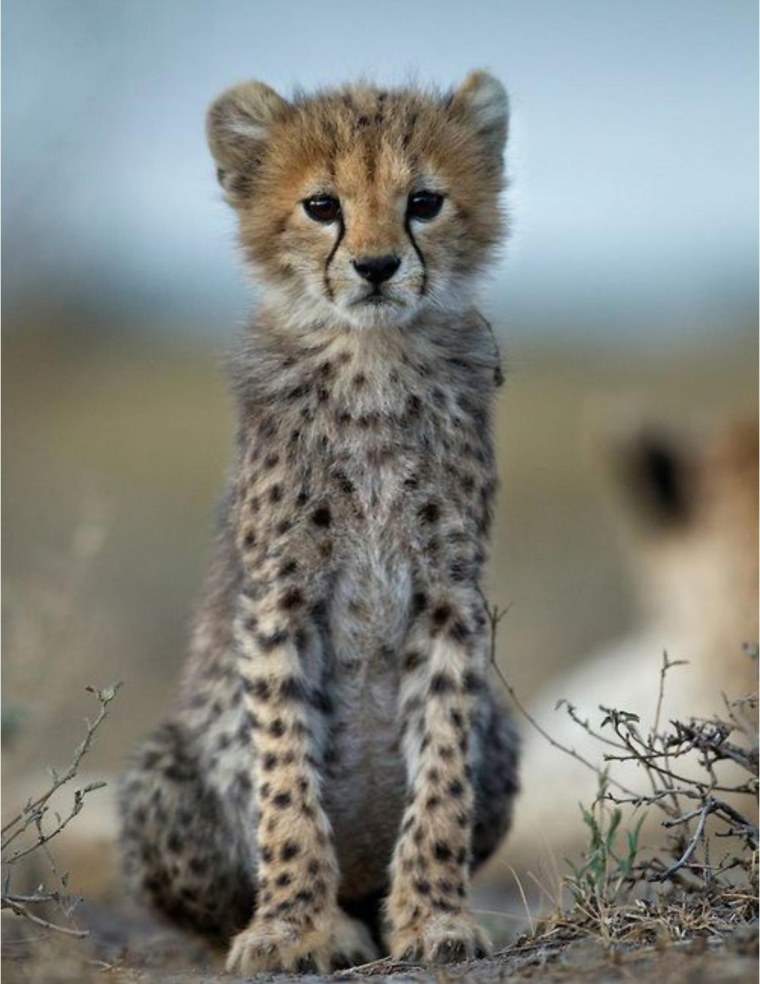 Длинношерстный гепард