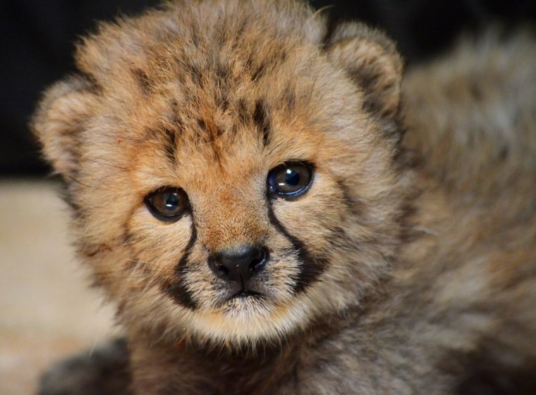 Детеныш гепарда