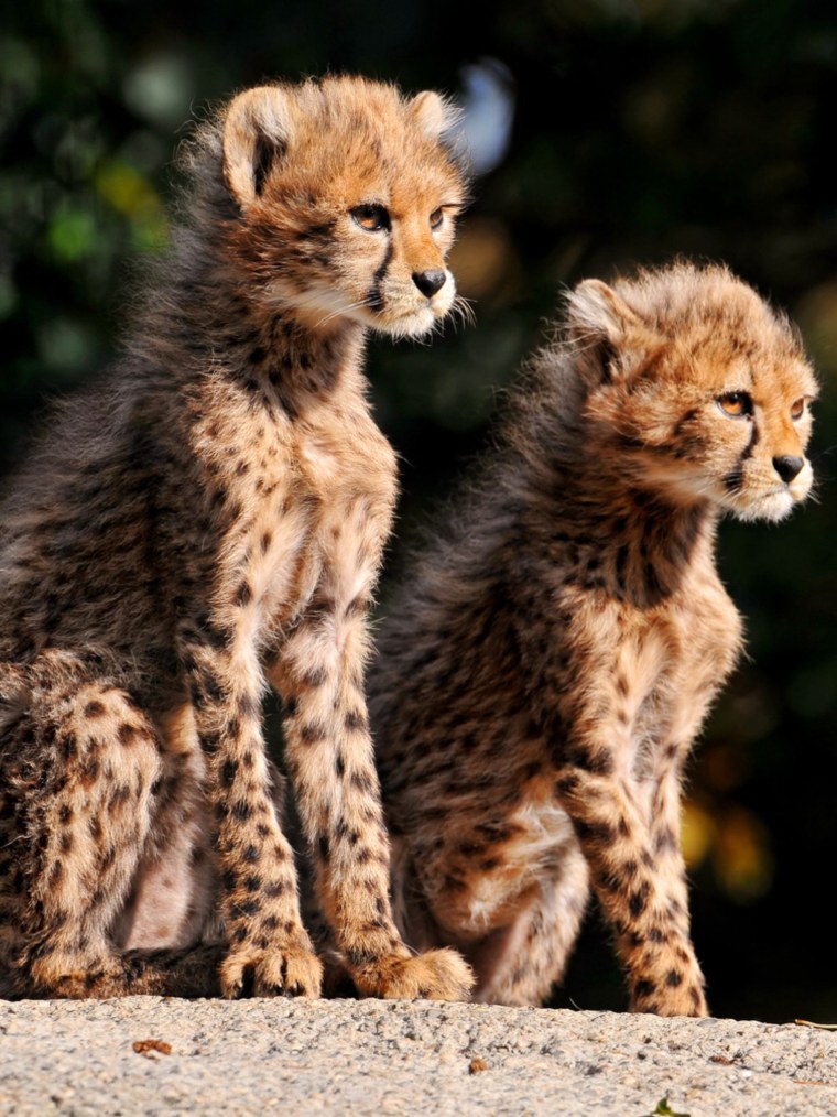 Королевский гепард котята