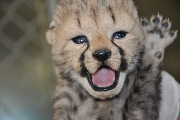 Гепард маленький милый