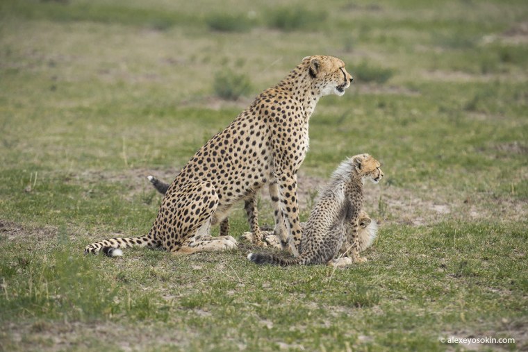 Банда гепардов