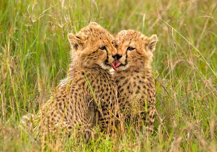 Милые гепарды