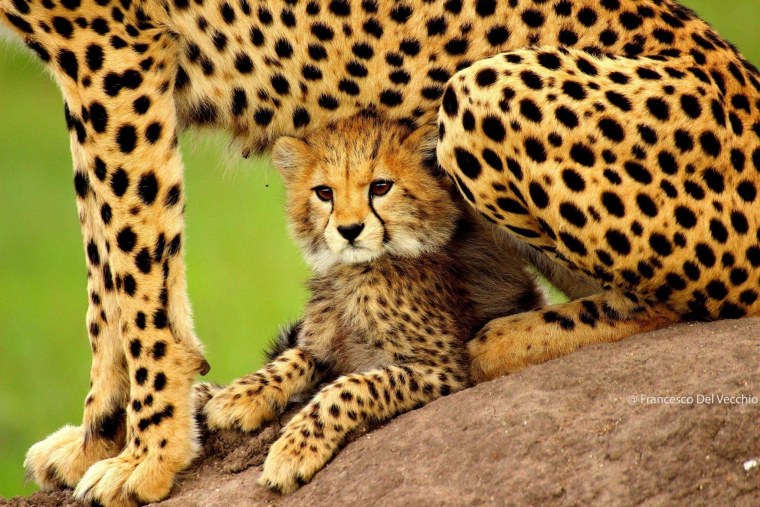 Гепарды в дикой природе