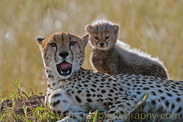 Гепард и маленький Гепарденок