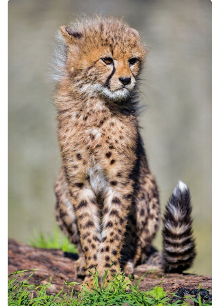 Длинношерстный гепард