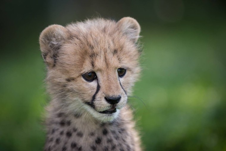 Гепард малыш
