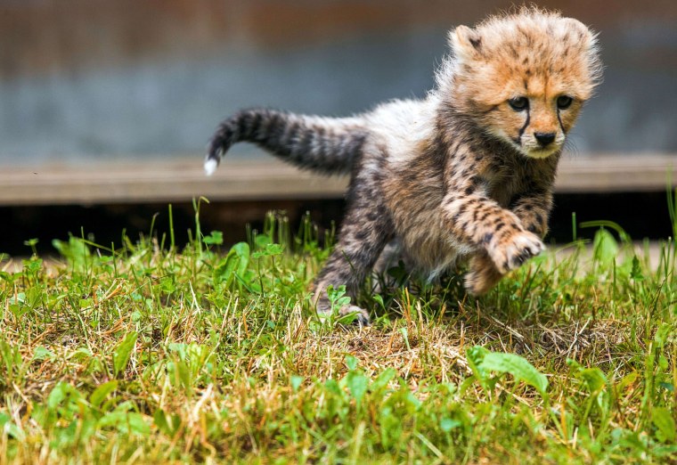 Семья гепардов