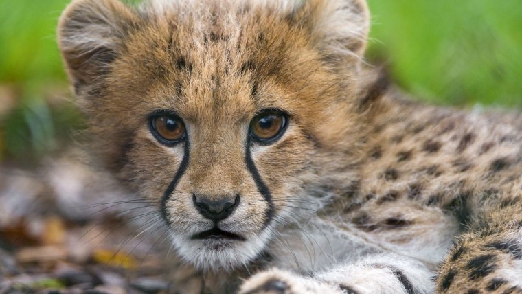 Детеныш гепарда