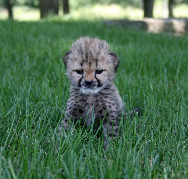 Гепардята маленькие