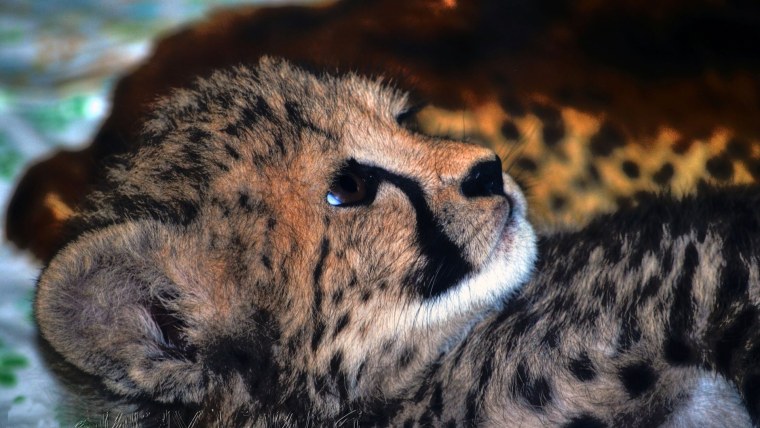 Гепард 1920х1080