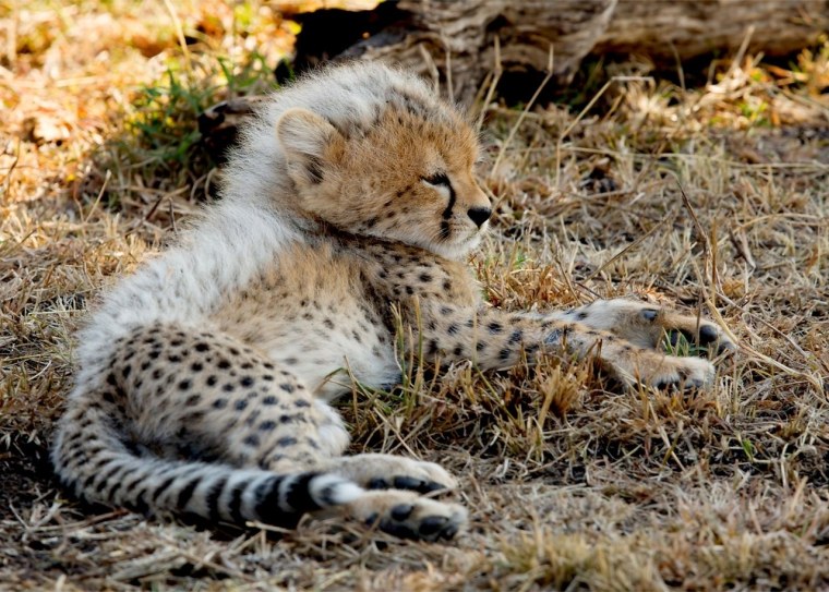 Гепарденок и гепард