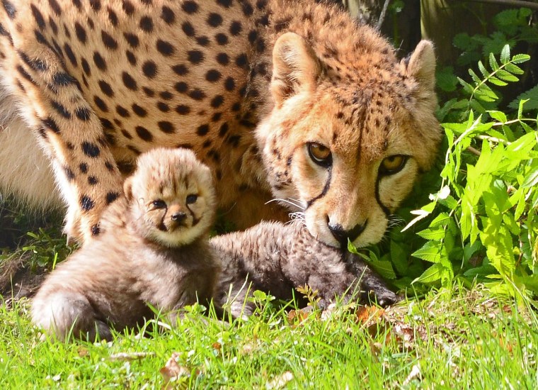 Международный день гепарда