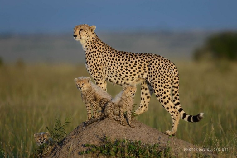 Гепард взрослый с детенышем