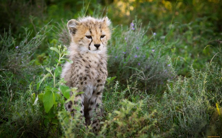Гепард малыш