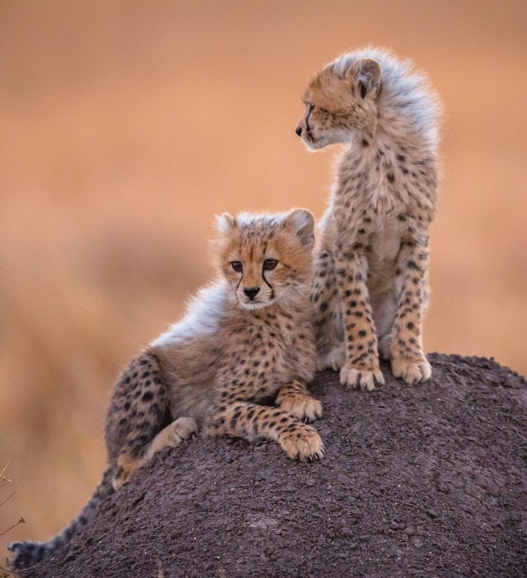 Гепард малыш