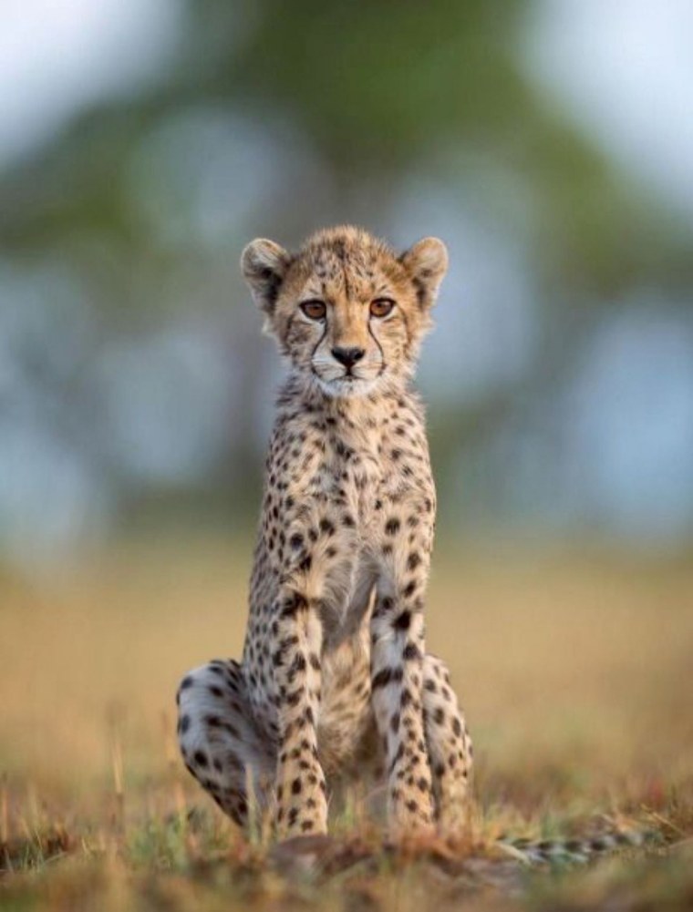 Длинношерстный гепард