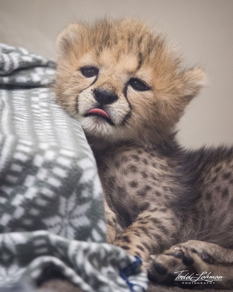 Детеныш гепарда