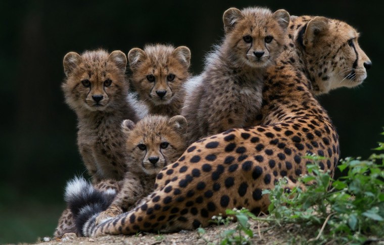 Детеныши животных