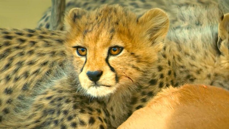 Котята гепарда